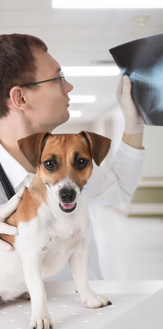 Un vétérinaire consulte la radio d'un chien