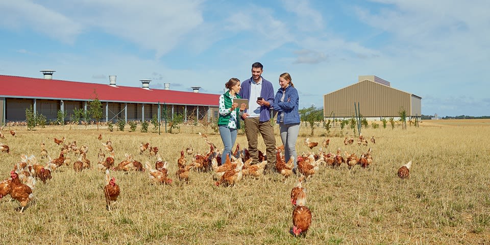 AGRI poules rebond